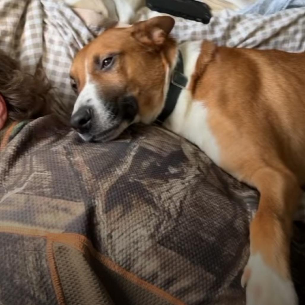 Enlarge Gamby, a Adoptable mixed breed in Peculiar, MO image 5/6