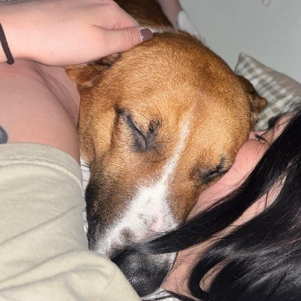 Enlarge Gamby, a Adoptable mixed breed in Peculiar, MO image 6/6