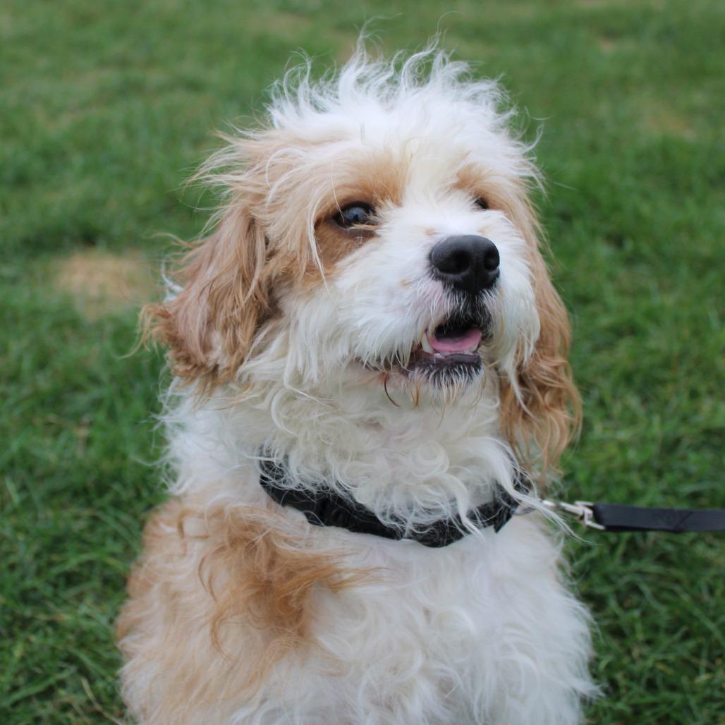 Baxter, Adoptable, Adult Male Cavalier King Charles Spaniel & Poodle.