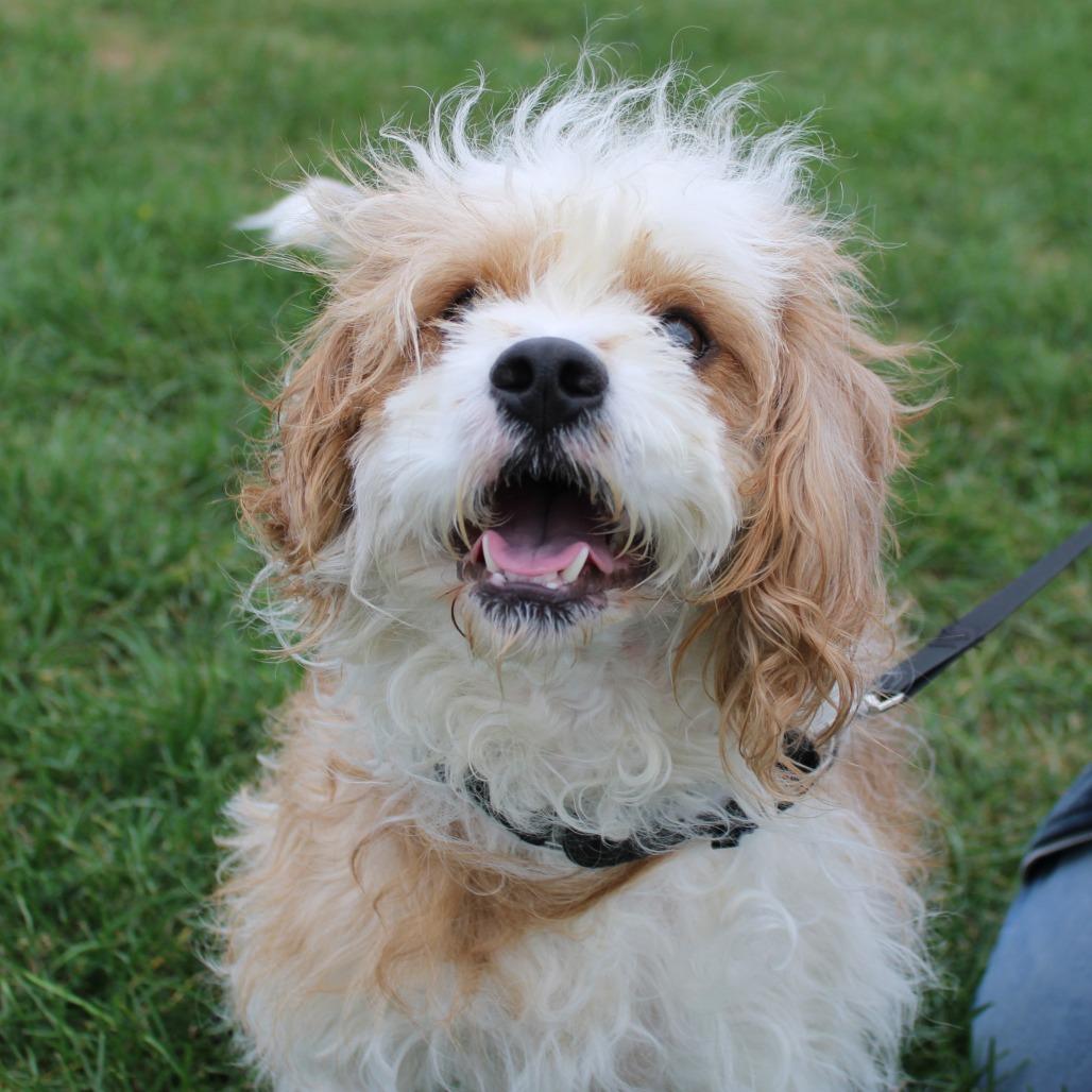 Enlarge Baxter, a Adoptable mixed breed in Champaign, IL image 2/6