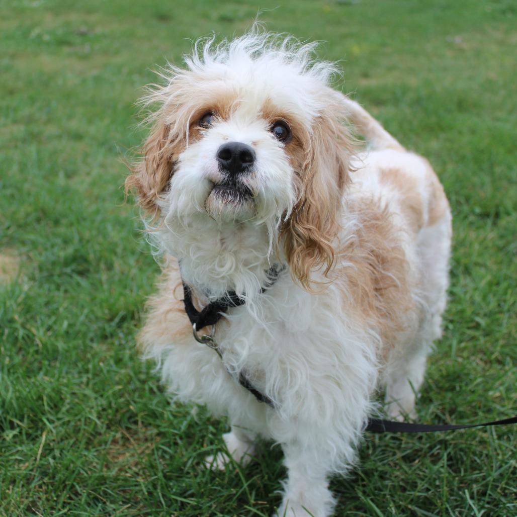 Enlarge Baxter, a Adoptable mixed breed in Champaign, IL image 3/6