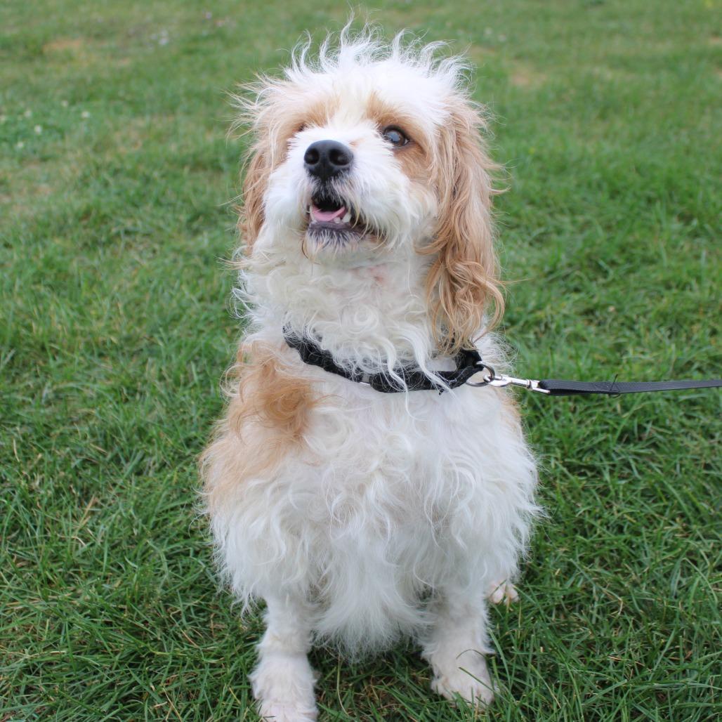 Enlarge Baxter, a Adoptable mixed breed in Champaign, IL image 4/6