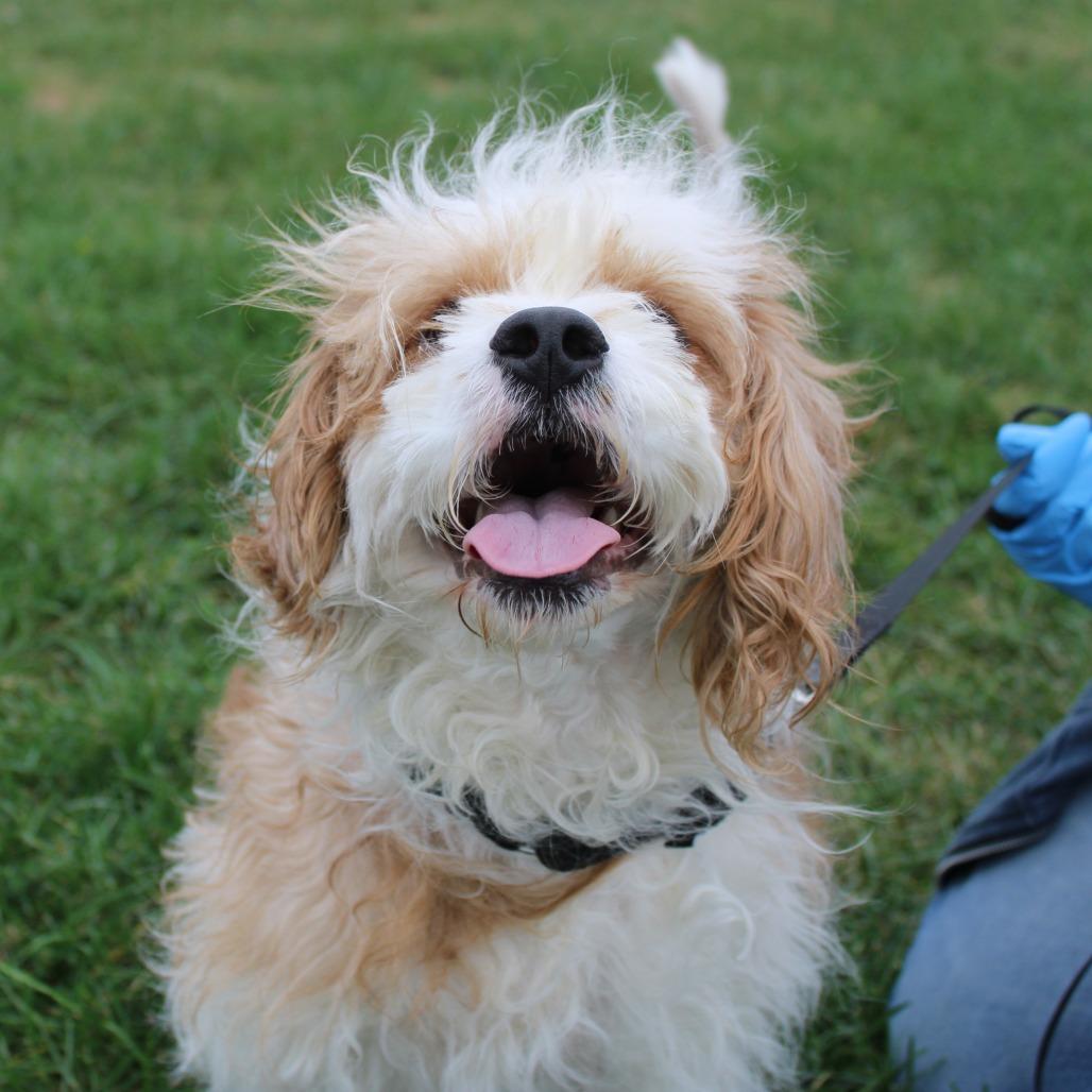 Enlarge Baxter, a Adoptable mixed breed in Champaign, IL image 5/6