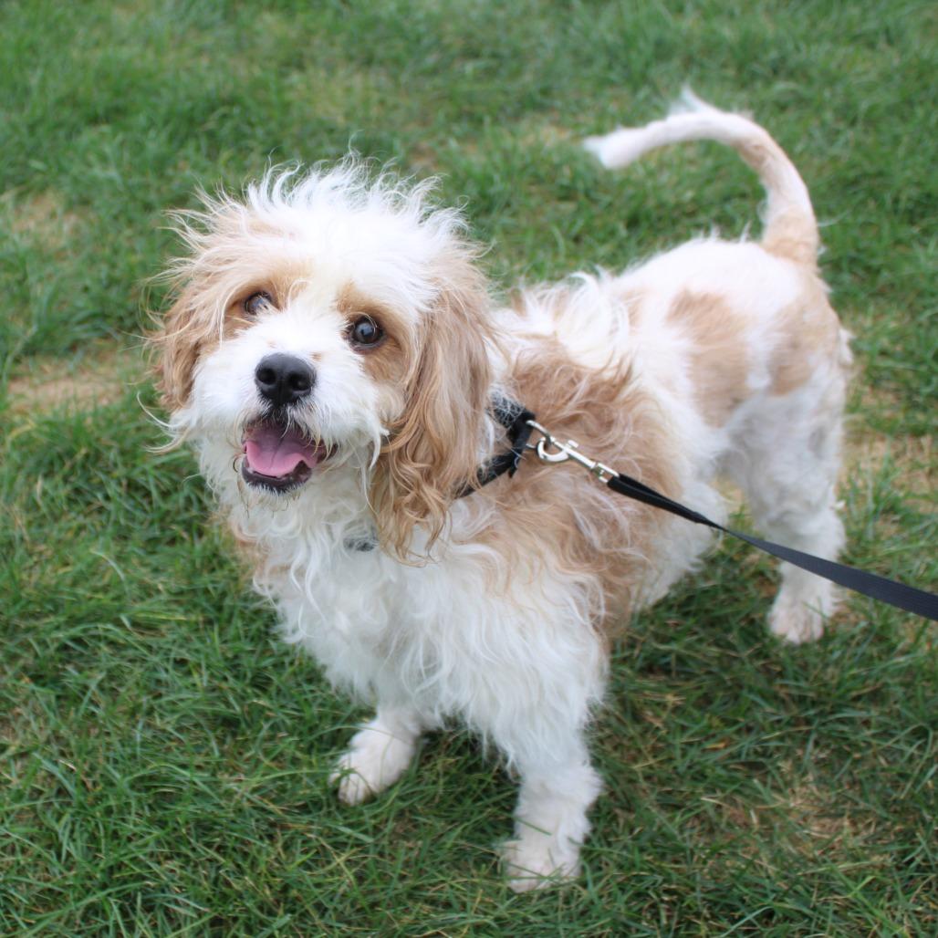 Enlarge Baxter, a Adoptable mixed breed in Champaign, IL image 6/6
