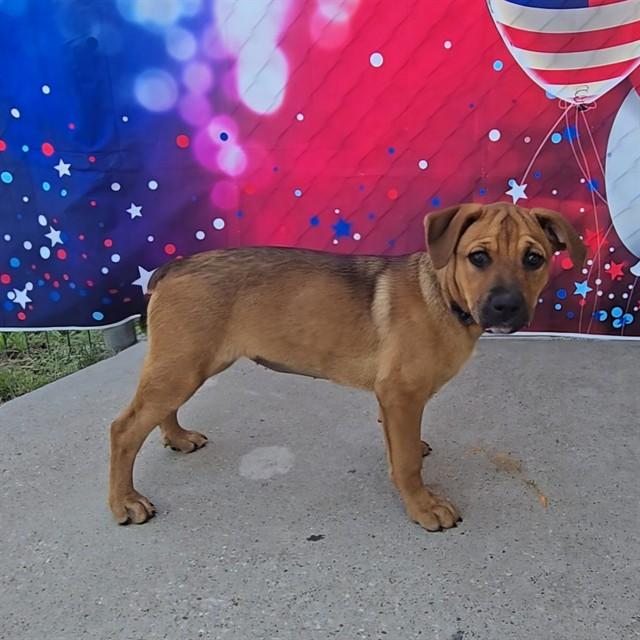 Enlarge SARABI, a Adoptable mixed breed in Wylie, TX image 1/1