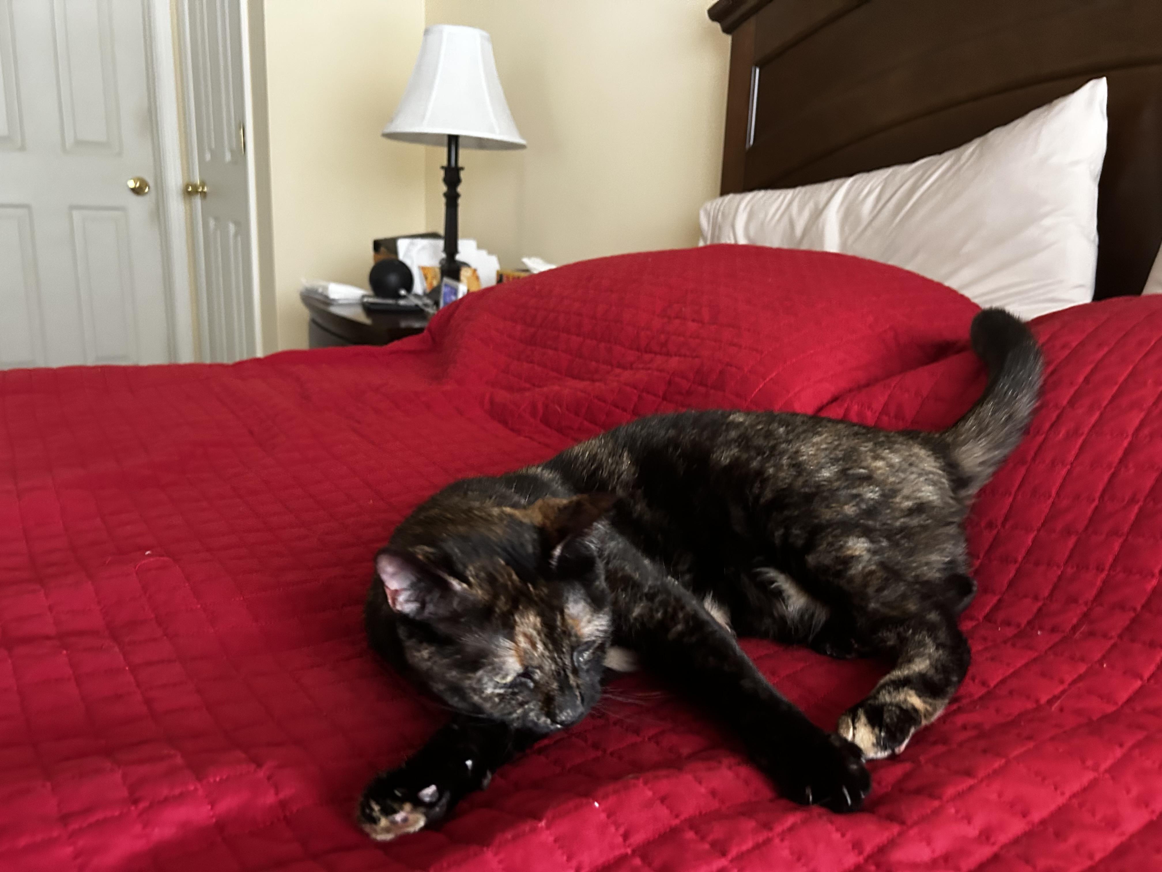 JANIE, a ADOPTABLE Domestic Short Hair in Media, PA image 3/3