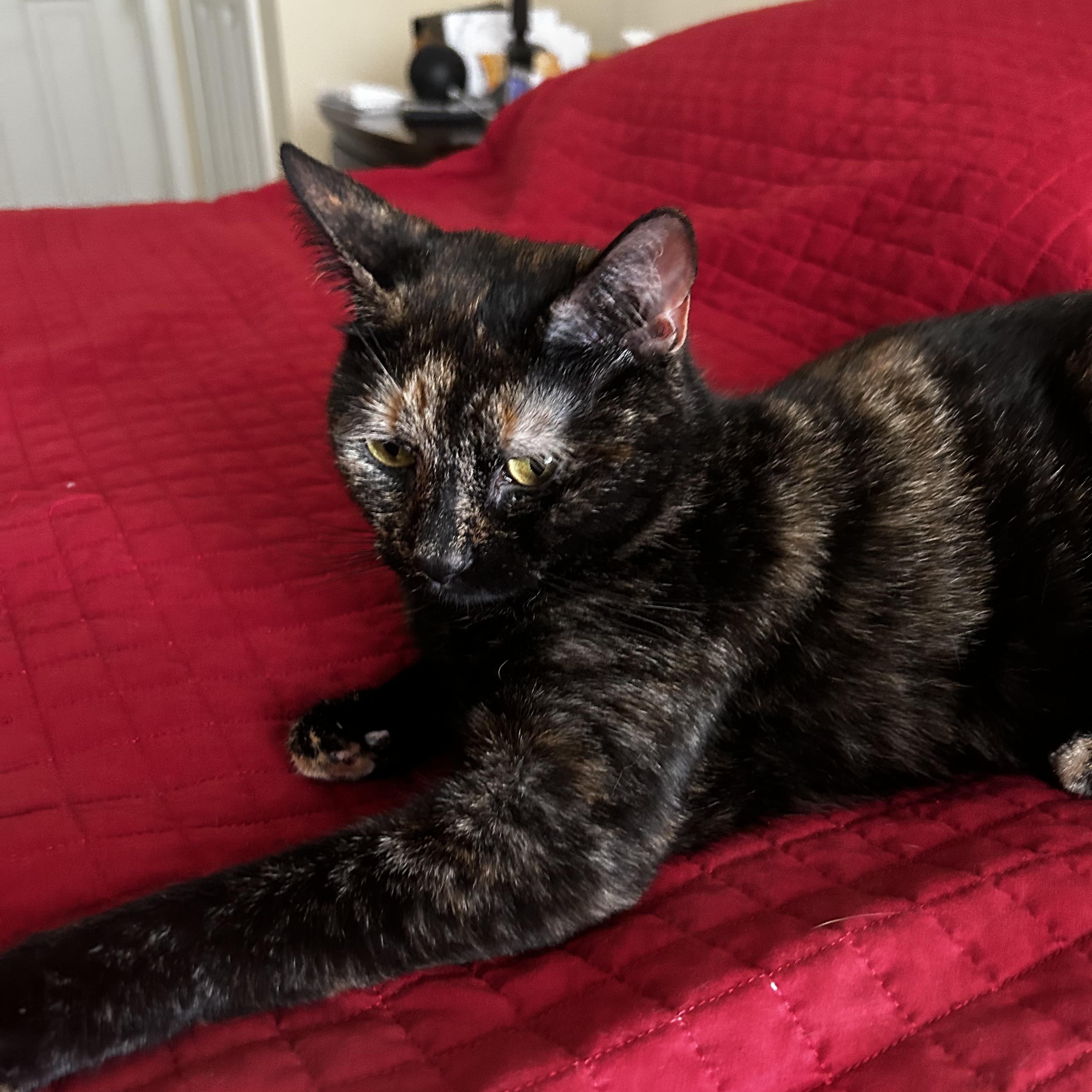 JANIE, a ADOPTABLE Domestic Short Hair in Media, PA image 2/3