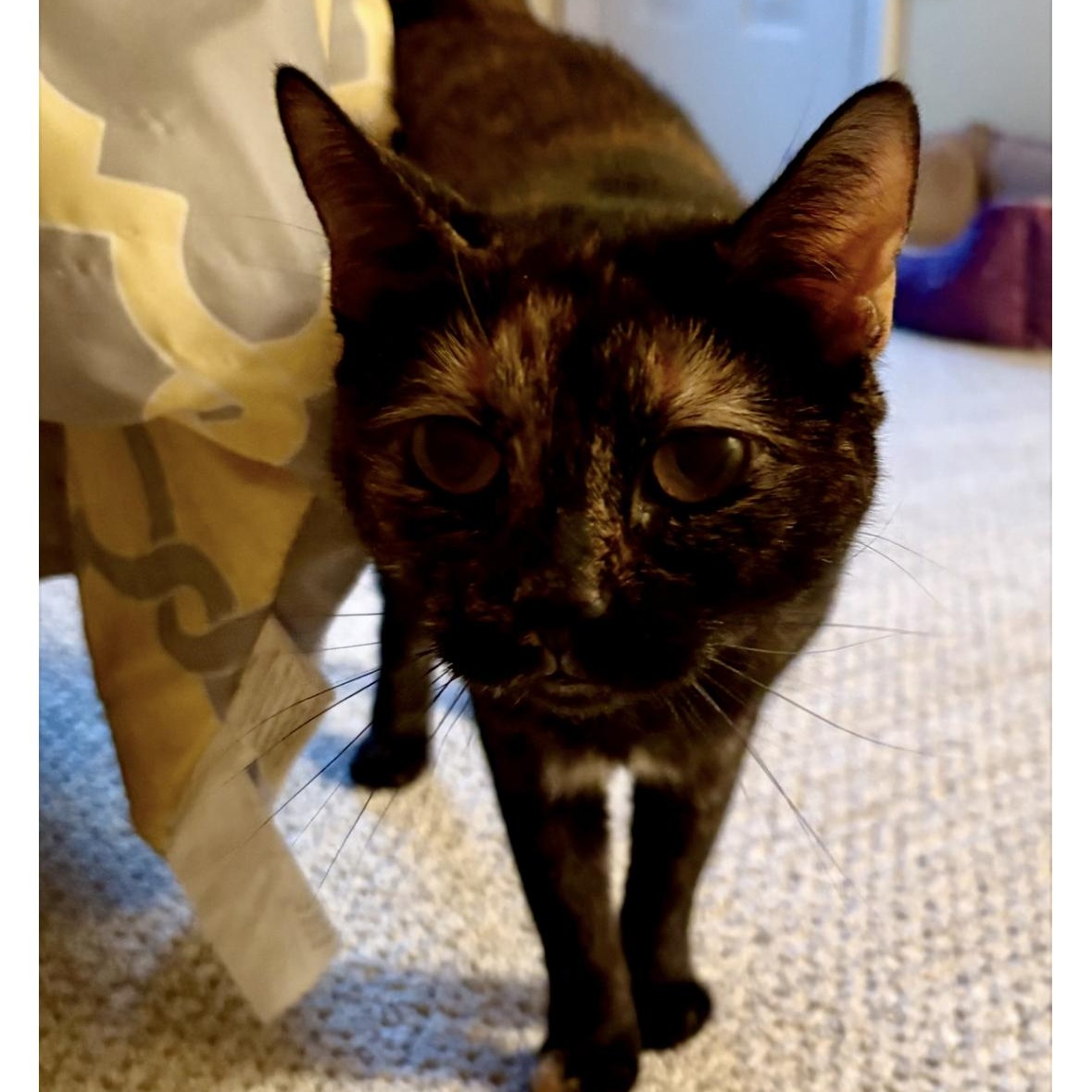 Enlarge JANIE, a Adoptable Domestic Short Hair in Media, PA image 4/6