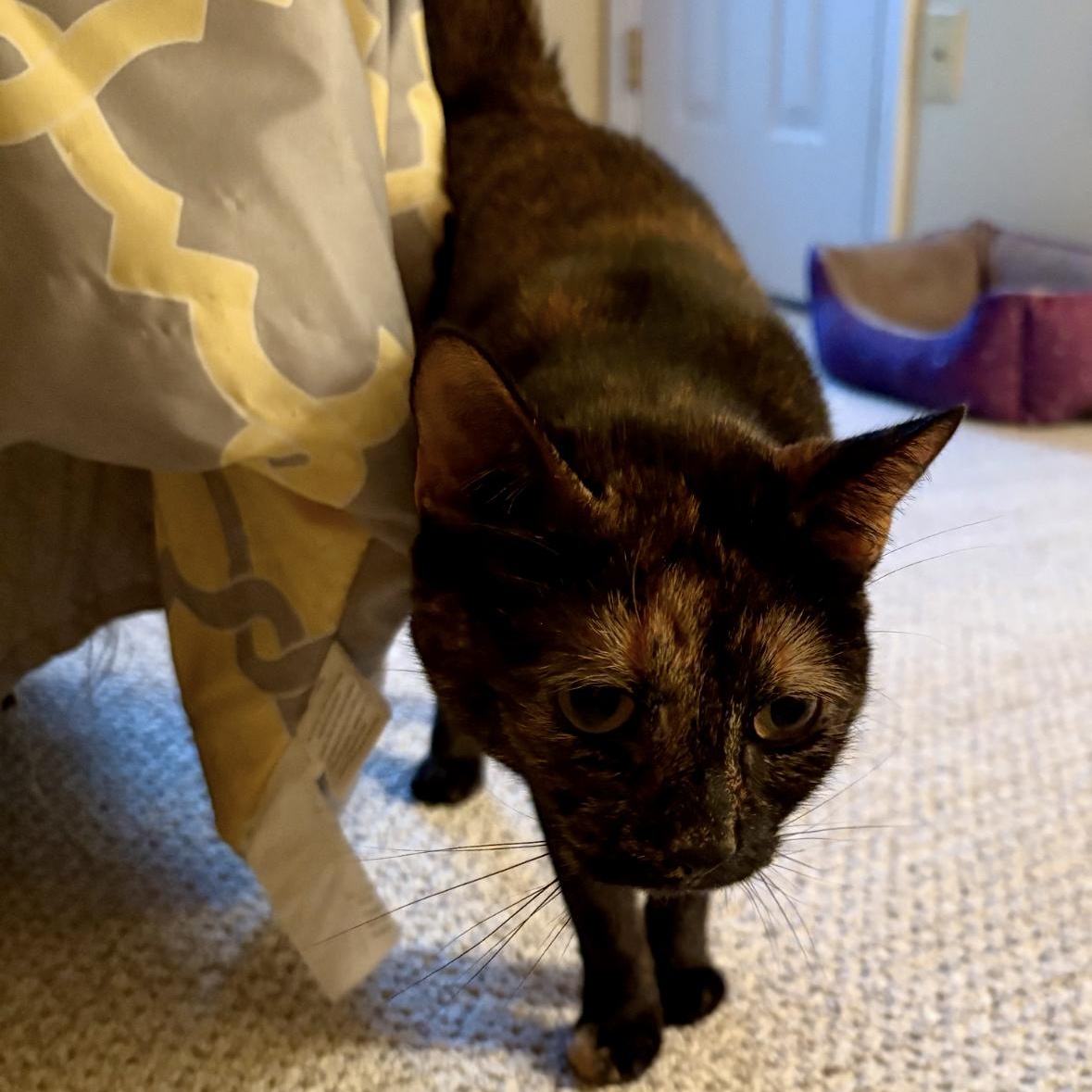 Enlarge JANIE, a Adoptable Domestic Short Hair in Media, PA image 6/6