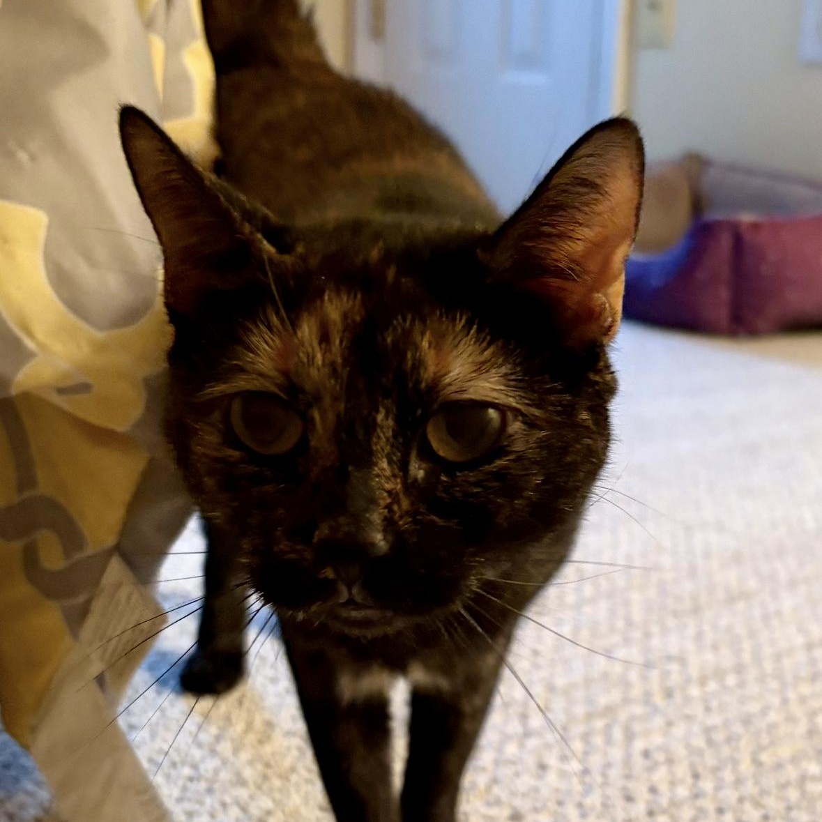 JANIE, Adoptable, Adult Female Domestic Short Hair.