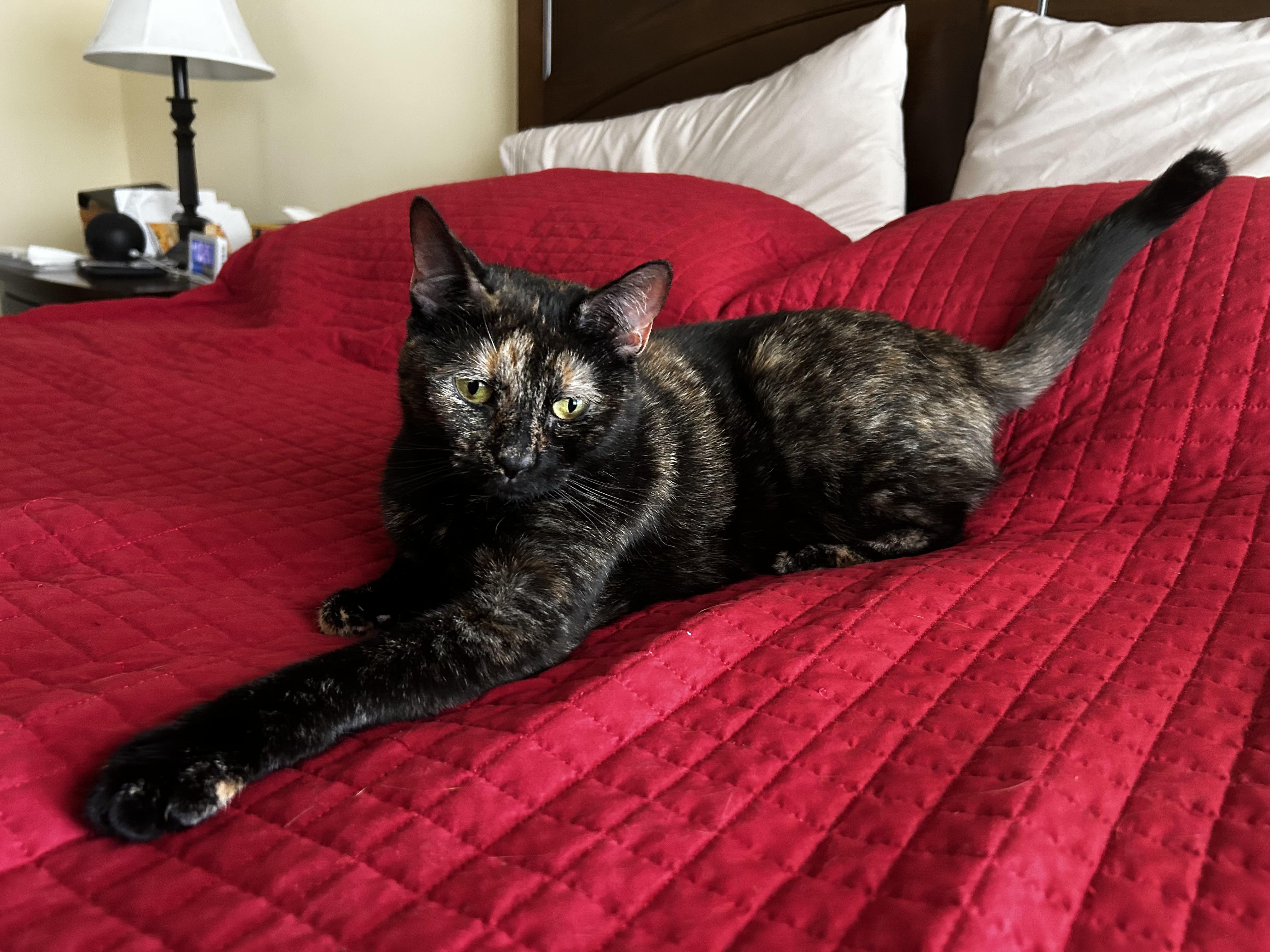JANIE, ADOPTABLE, Adult Female Domestic Short Hair.