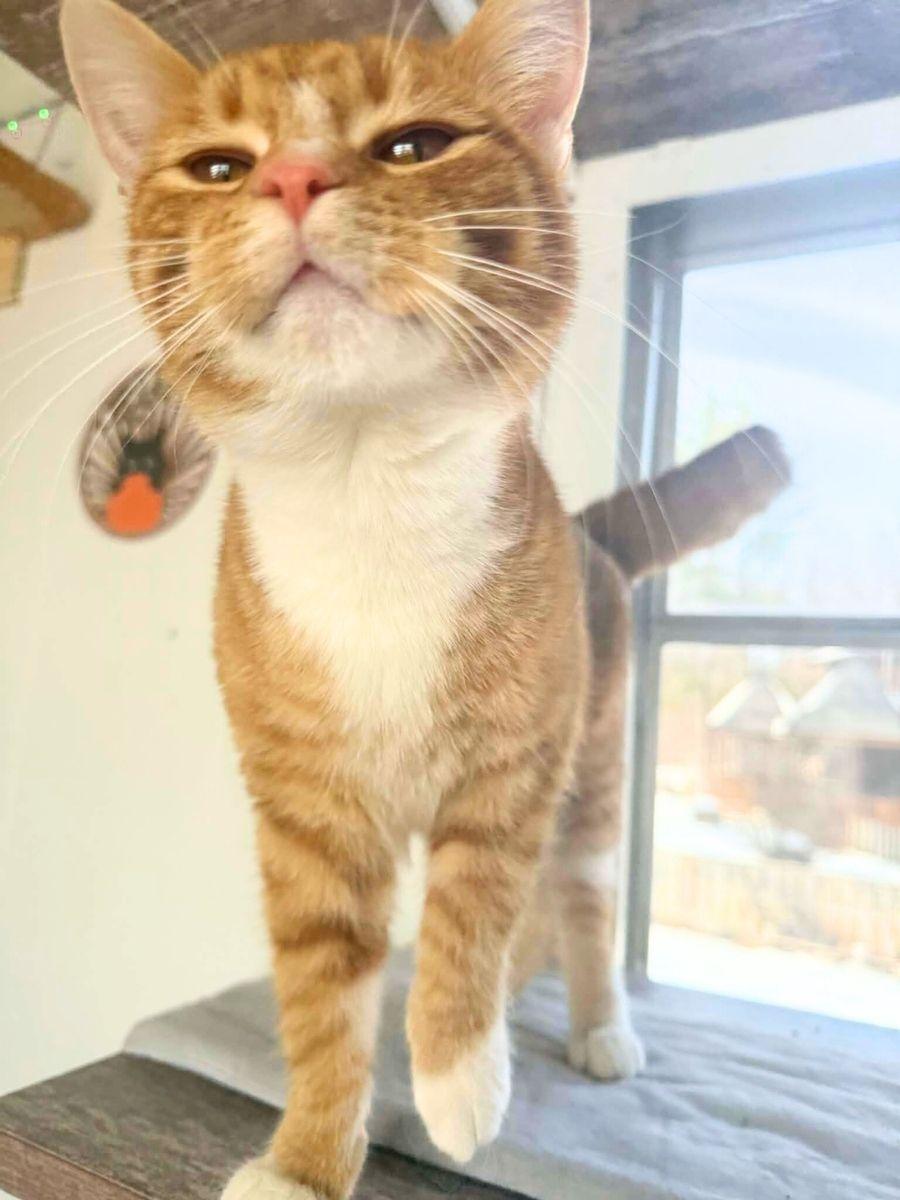 Elmo | Young | Domestic Shorthair (Orange Tabby), a ADOPTABLE Domestic Short Hair in Royalton, IL image 5/6