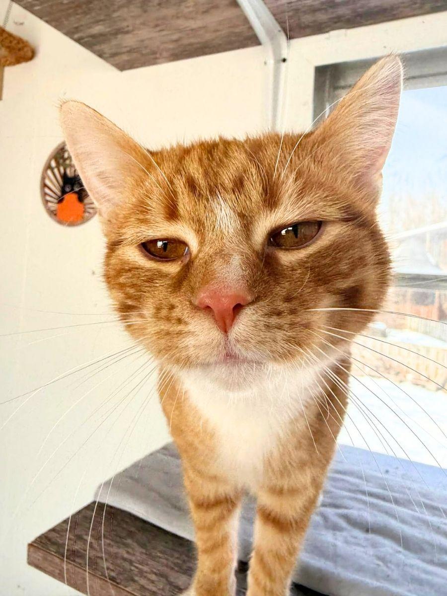 Elmo | Young | Domestic Shorthair (Orange Tabby), a ADOPTABLE Domestic Short Hair in Royalton, IL image 6/6