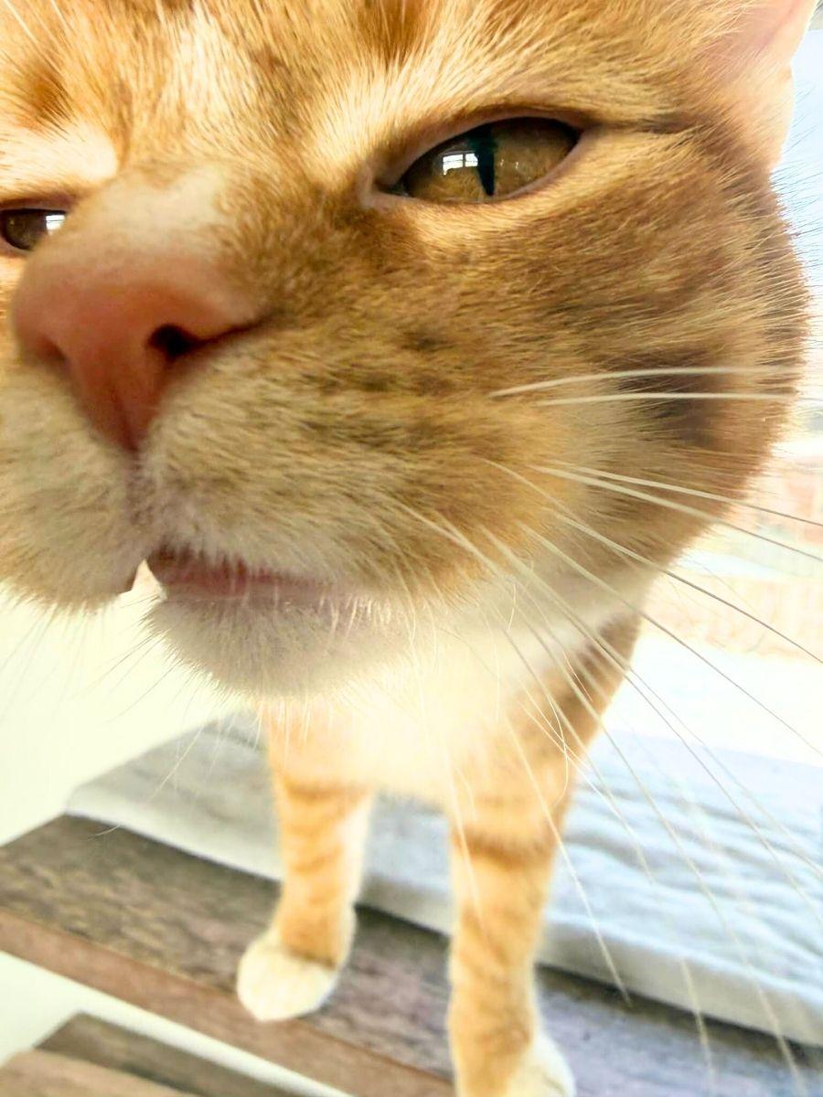 Elmo | Young | Domestic Shorthair (Orange Tabby), a ADOPTABLE Domestic Short Hair in Royalton, IL image 2/6