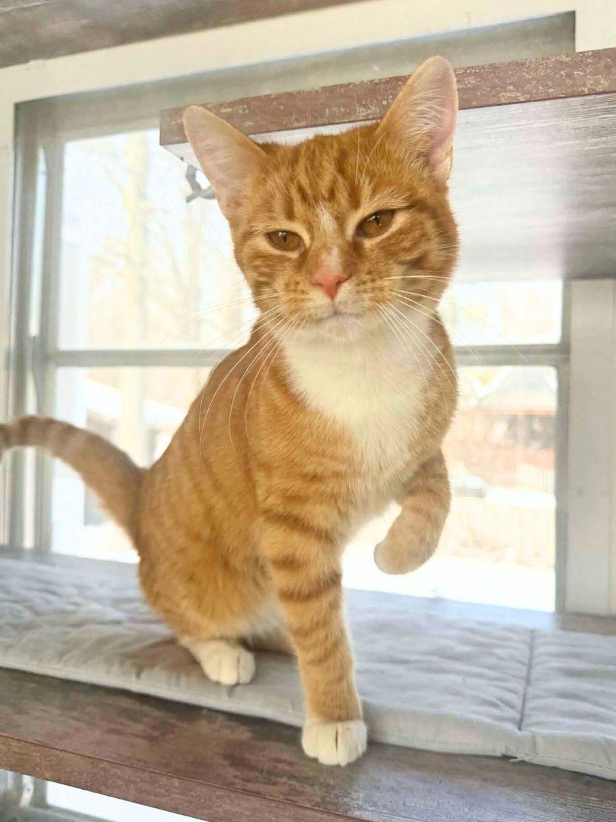 Elmo | Young | Domestic Shorthair (Orange Tabby), ADOPTABLE, Young Male Domestic Short Hair.
