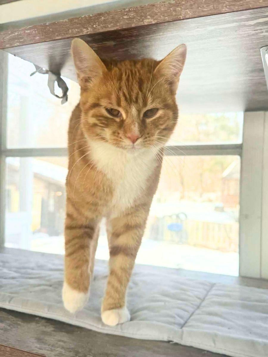 Elmo | Young | Domestic Shorthair (Orange Tabby), a ADOPTABLE Domestic Short Hair in Royalton, IL image 3/6