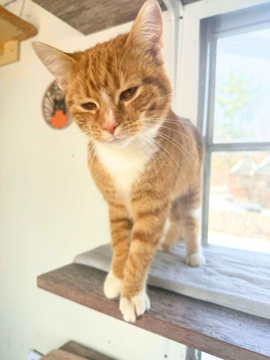 Elmo | Young | Domestic Shorthair (Orange Tabby), a ADOPTABLE Domestic Short Hair in Royalton, IL image 4/6