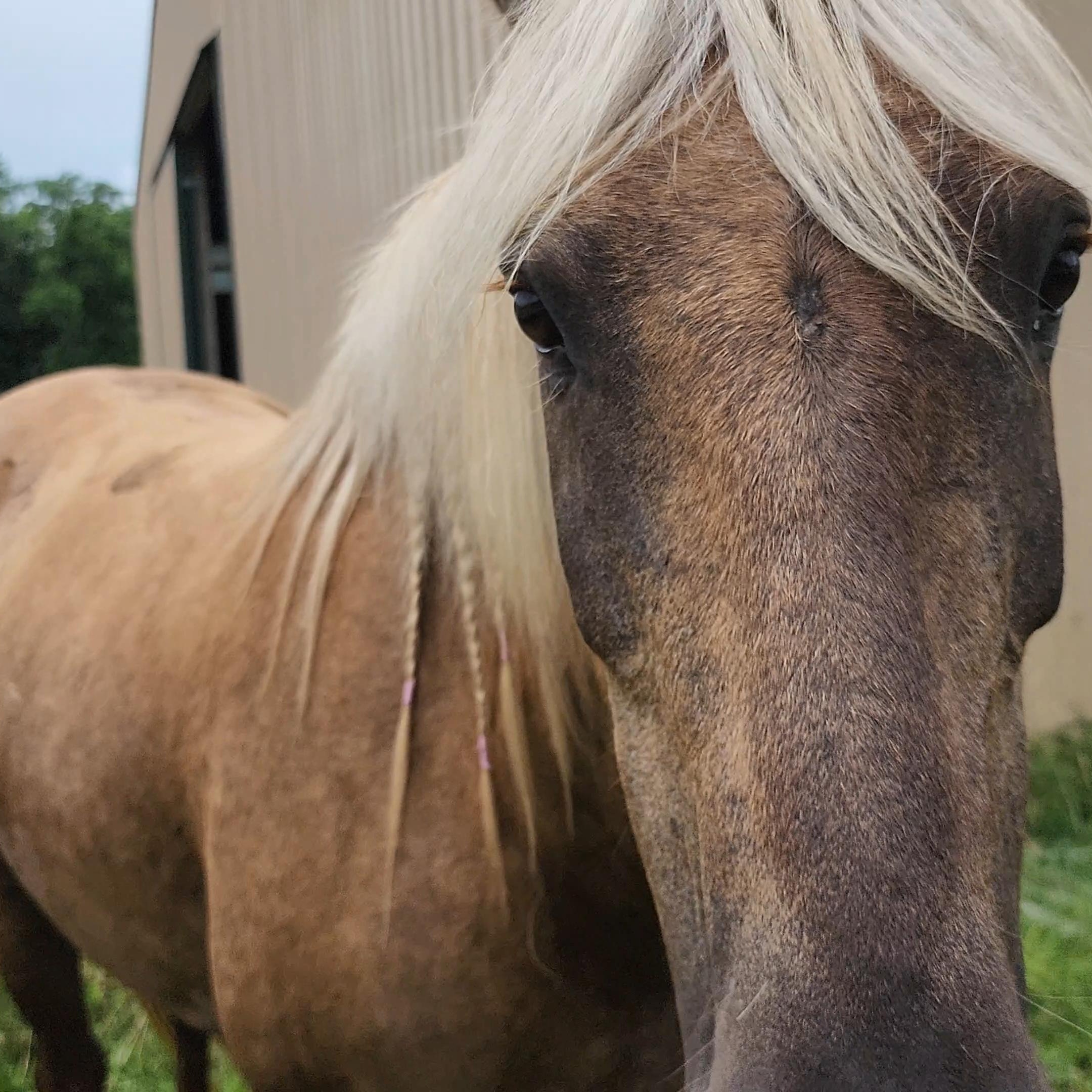 Enlarge Corazón, a Adoptable mixed breed in Willard, MO image 1/6