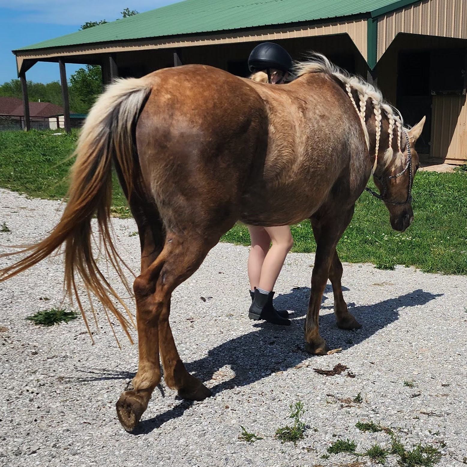 Enlarge Corazón, a Adoptable mixed breed in Willard, MO image 4/6