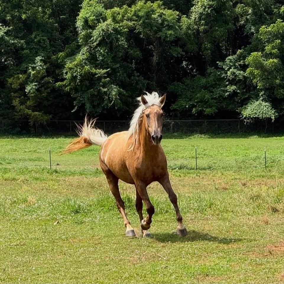 Enlarge Corazón, a Adoptable mixed breed in Willard, MO image 2/6