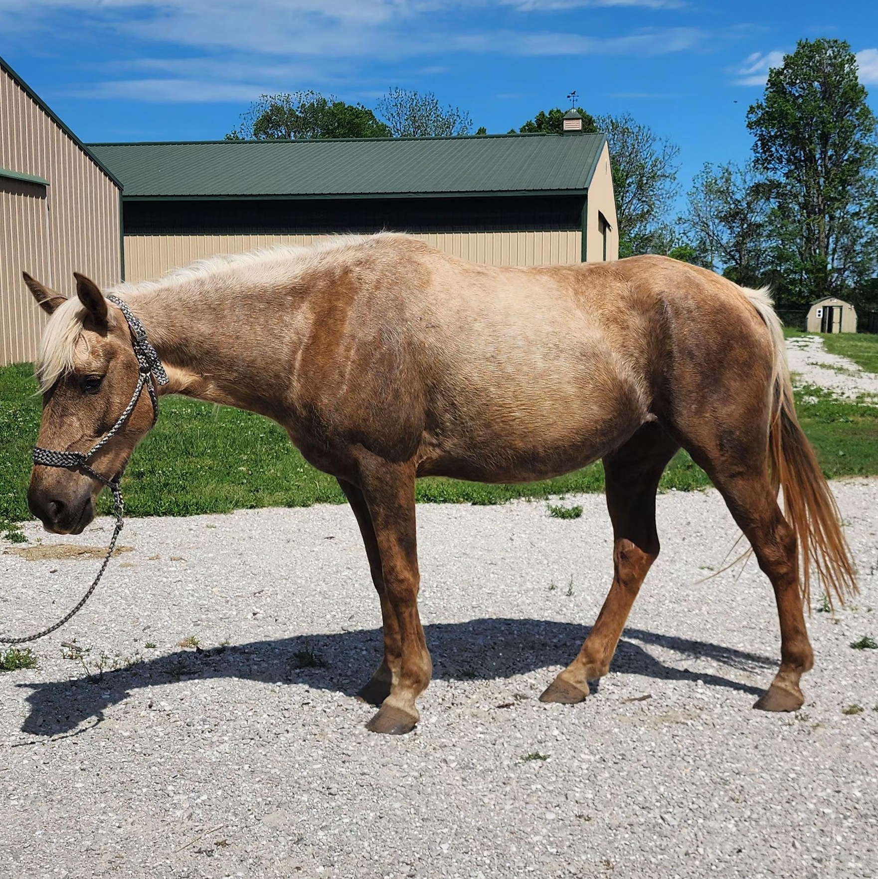 Enlarge Corazón, a Adoptable mixed breed in Willard, MO image 3/6