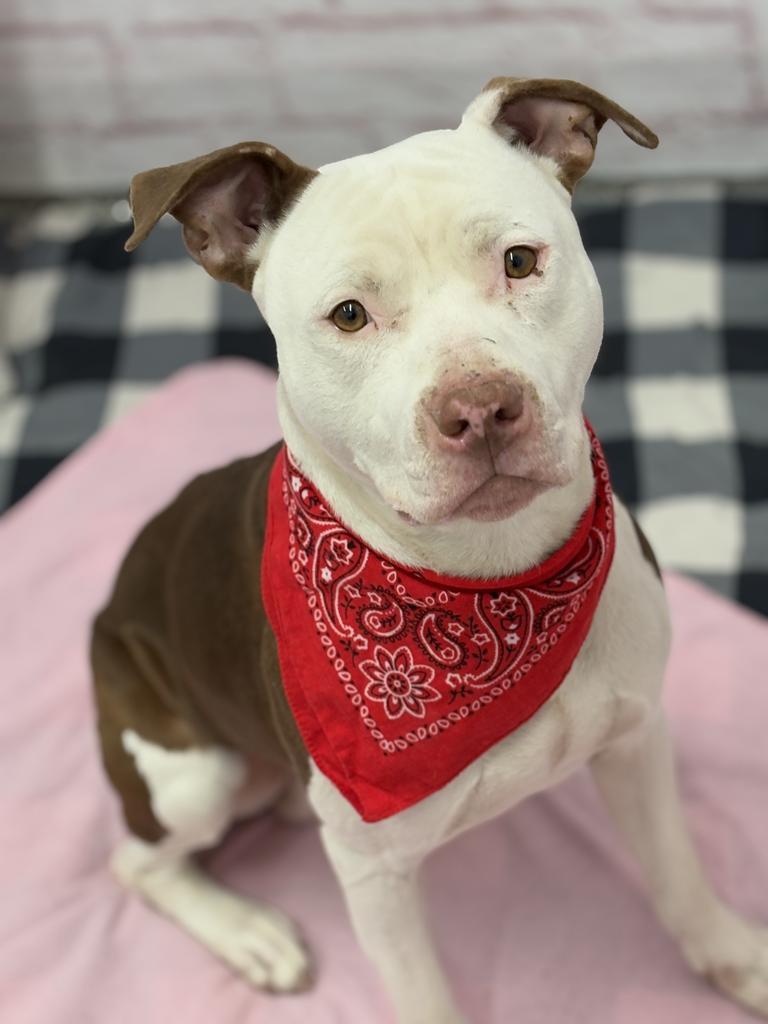 Wisdom, Adoptable, Adult Male Mixed Breed.