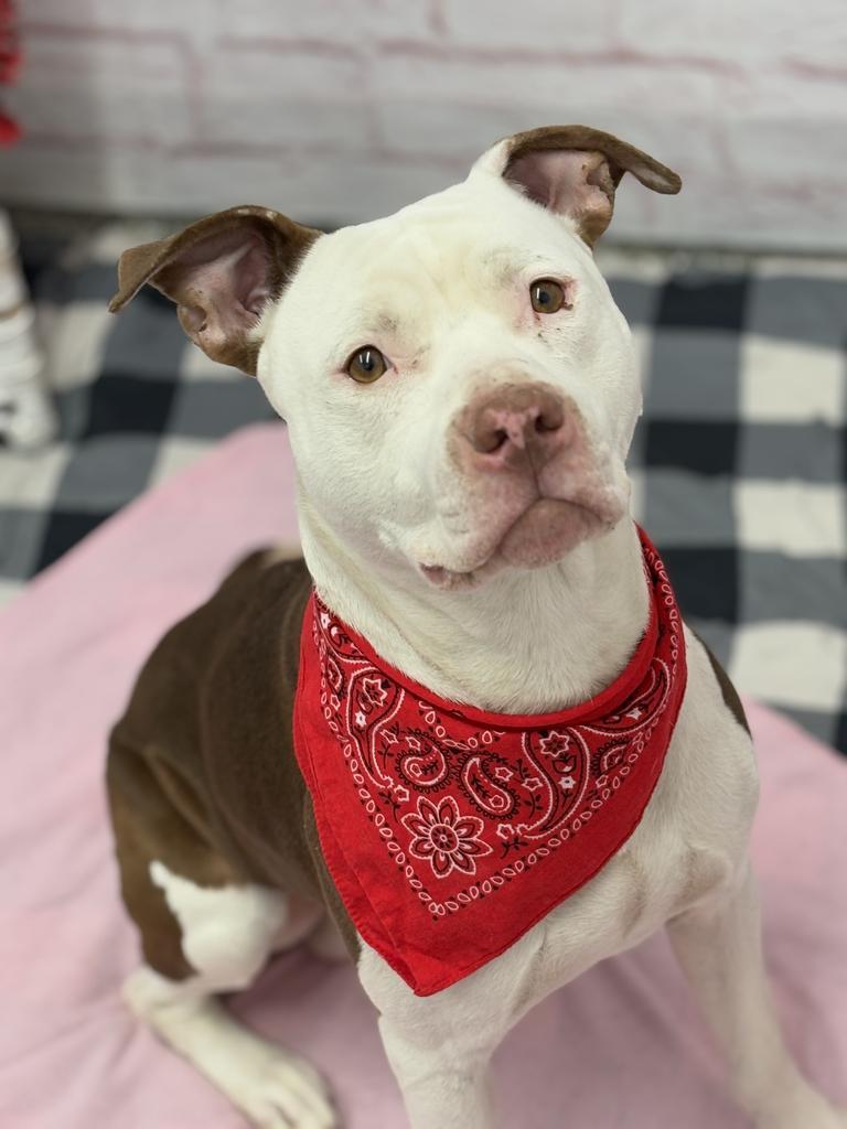 Enlarge Wisdom, a Adoptable mixed breed in Detroit, MI image 2/6