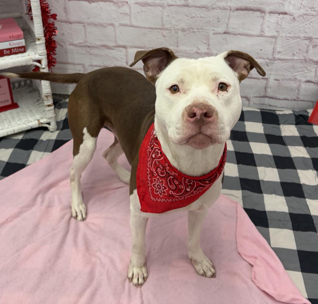 Enlarge Wisdom, a Adoptable mixed breed in Detroit, MI image 3/6