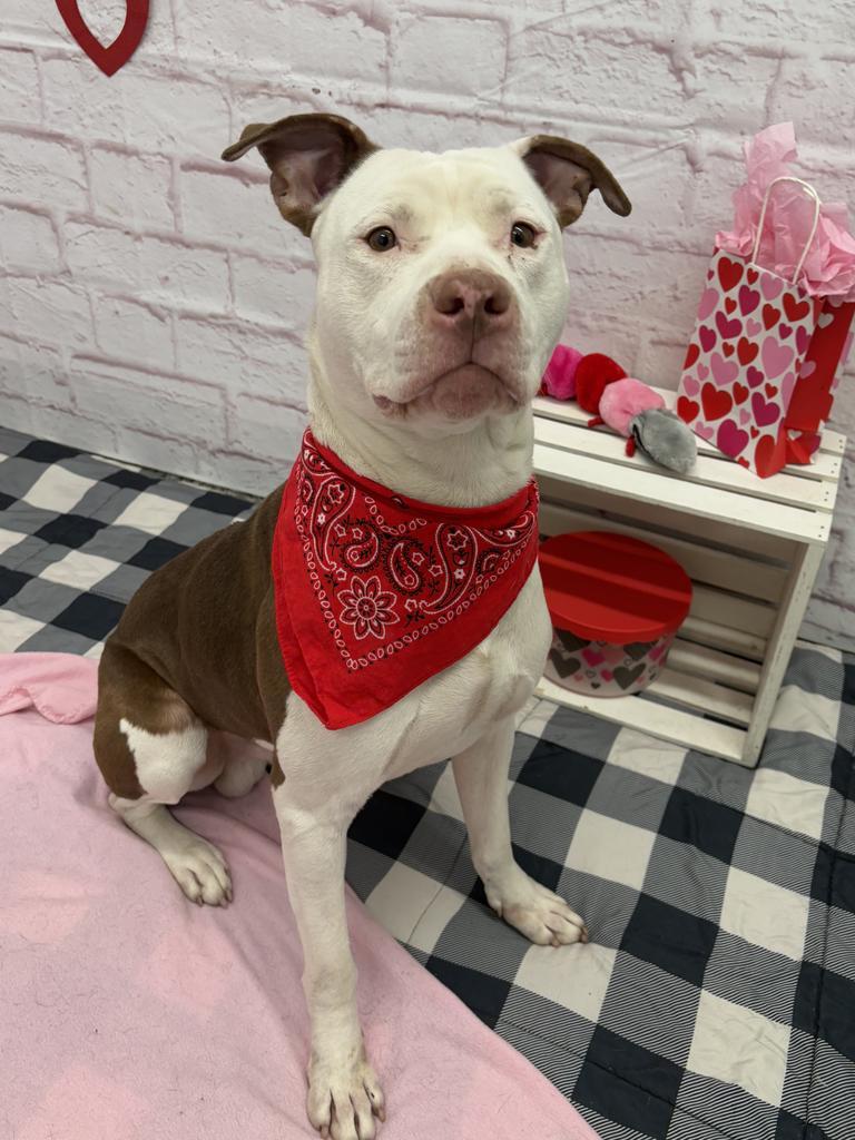 Enlarge Wisdom, a Adoptable mixed breed in Detroit, MI image 4/6