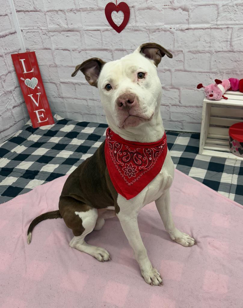 Enlarge Wisdom, a Adoptable mixed breed in Detroit, MI image 5/6