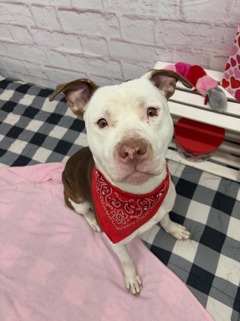 Enlarge Wisdom, a Adoptable mixed breed in Detroit, MI image 6/6