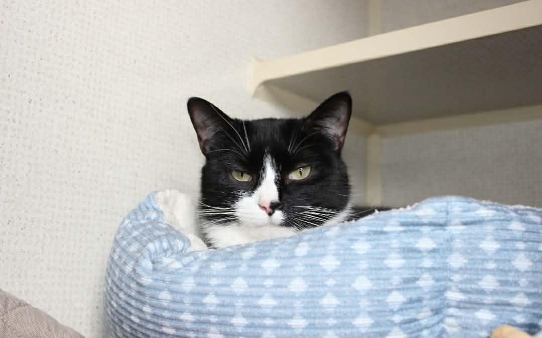 Hilly, ADOPTABLE, Adult Female Domestic Short Hair.