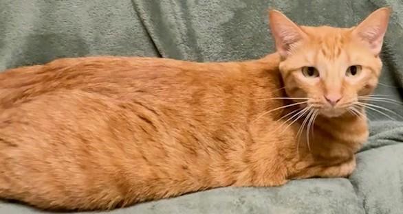 Clementine, ADOPTABLE, Adult Female Domestic Short Hair.