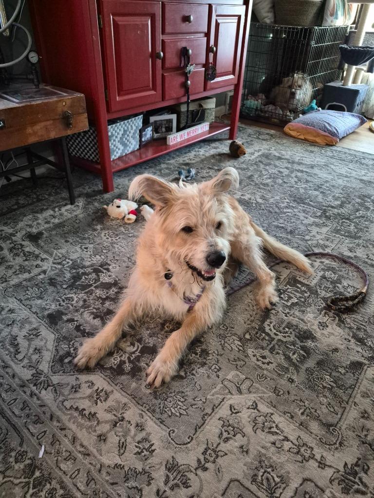 Enlarge Sprocket, a Adoptable mixed breed in West Bloomfield, MI image 1/6