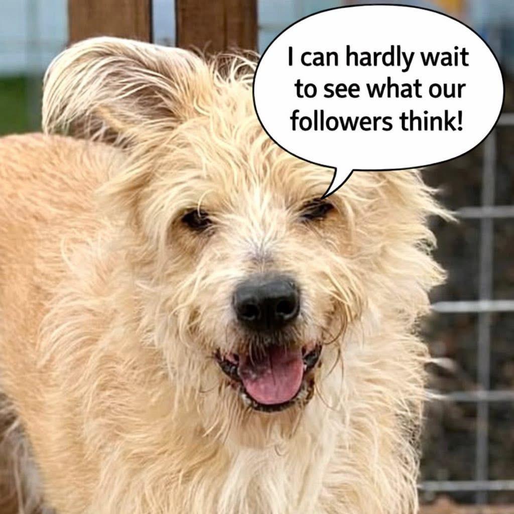 Enlarge Sprocket, a Adoptable mixed breed in West Bloomfield, MI image 2/6