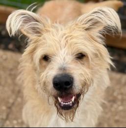 Enlarge Sprocket, a Adoptable mixed breed in West Bloomfield, MI image 3/6