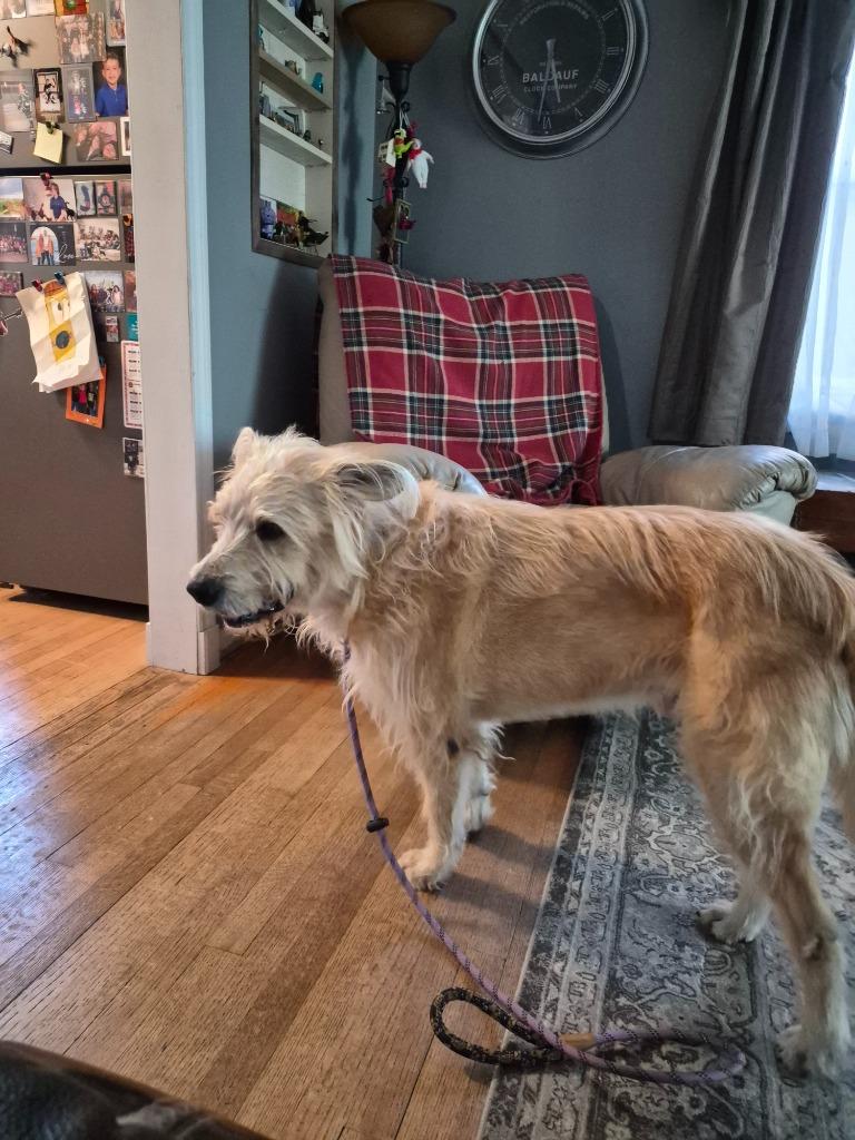 Enlarge Sprocket, a Adoptable mixed breed in West Bloomfield, MI image 4/6