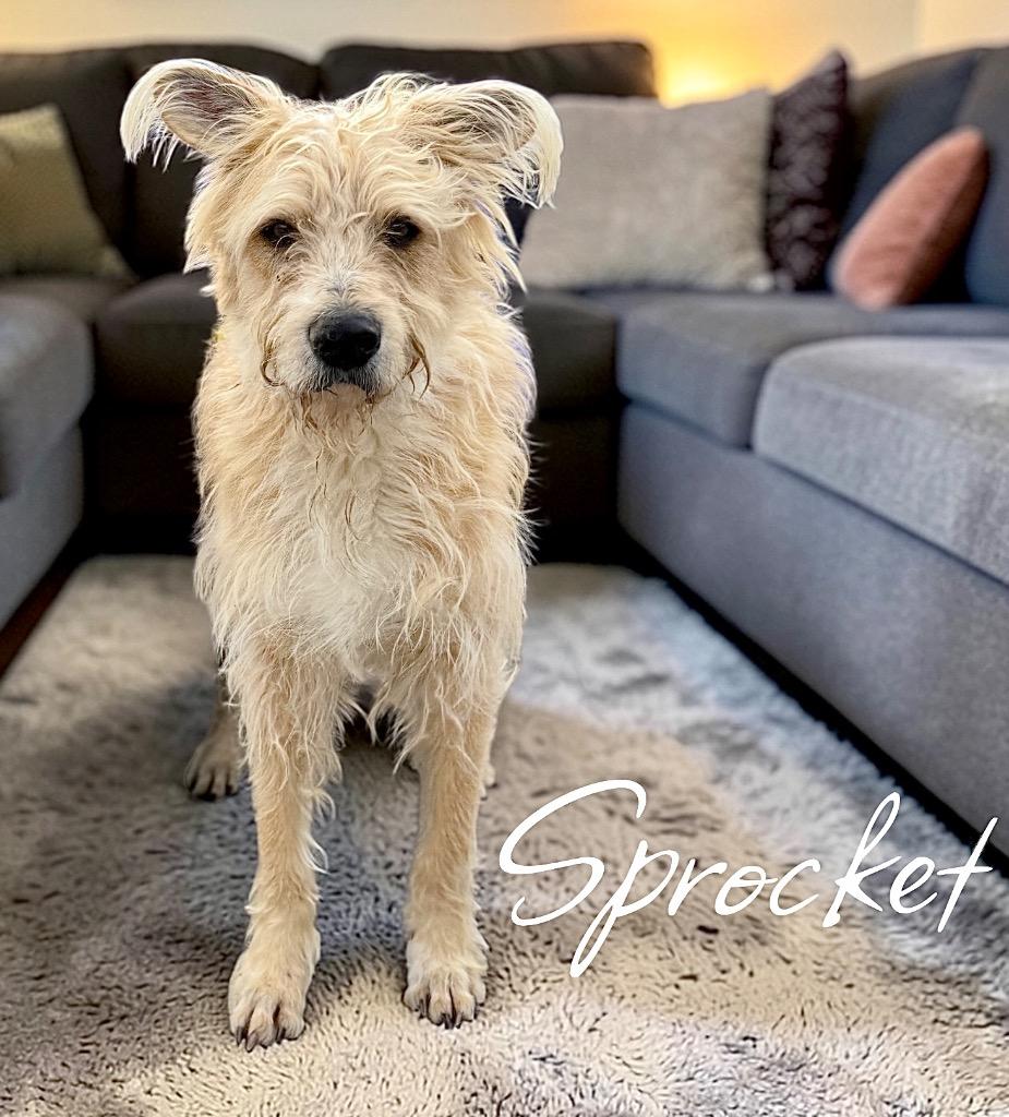 Enlarge Sprocket, a Adoptable mixed breed in West Bloomfield, MI image 5/6