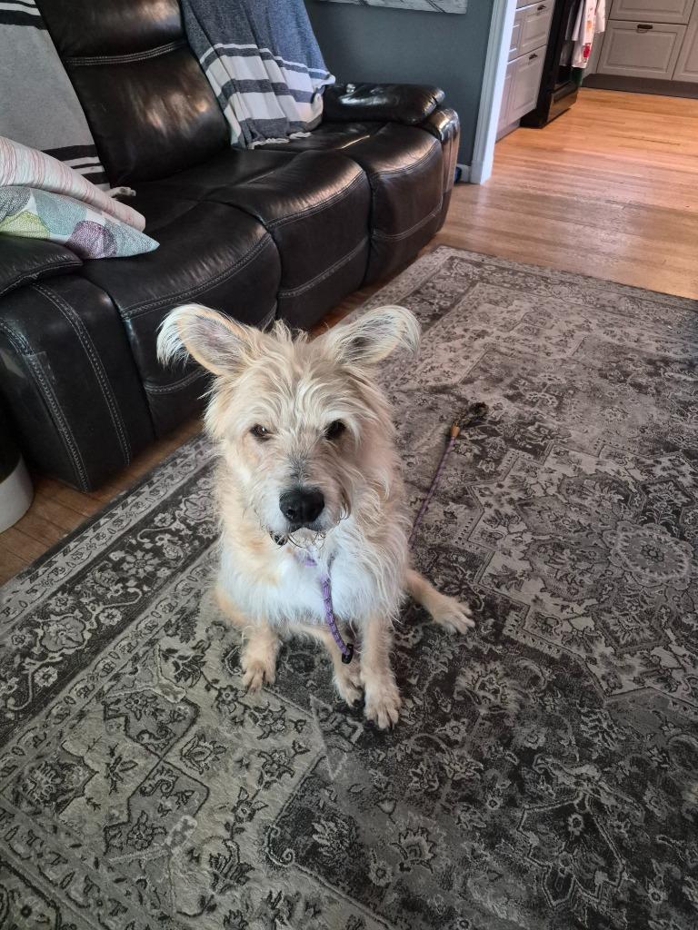 Enlarge Sprocket, a Adoptable mixed breed in West Bloomfield, MI image 6/6