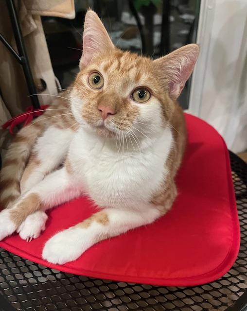 Enlarge Max, a Adoptable Domestic Short Hair in Rochester, MA image 1/6