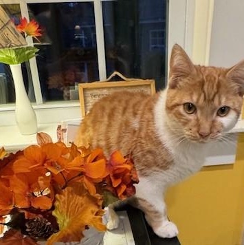 Enlarge Max, a Adoptable Domestic Short Hair in Rochester, MA image 2/6