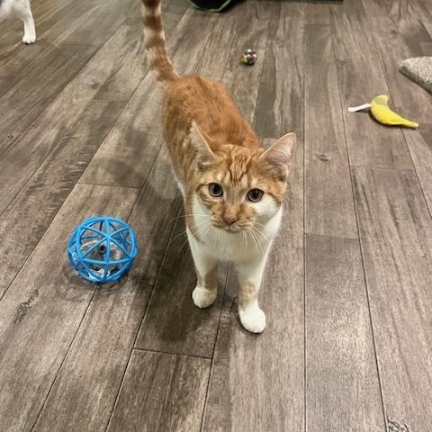 Enlarge Max, a Adoptable Domestic Short Hair in Rochester, MA image 3/6