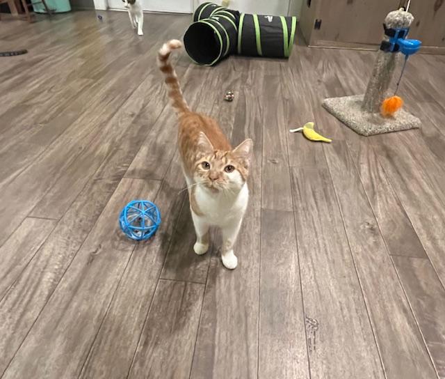 Enlarge Max, a Adoptable Domestic Short Hair in Rochester, MA image 4/6