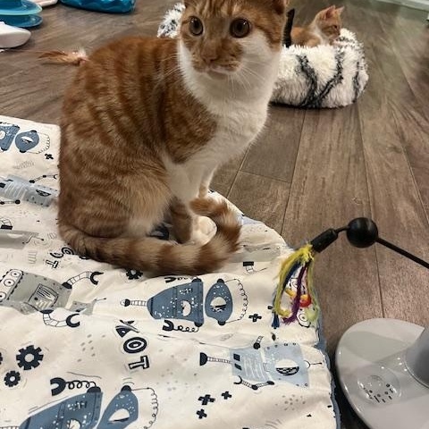 Enlarge Max, a Adoptable Domestic Short Hair in Rochester, MA image 5/6