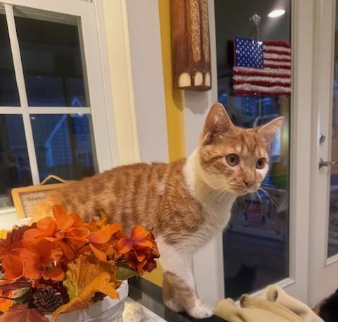 Enlarge Max, a Adoptable Domestic Short Hair in Rochester, MA image 6/6