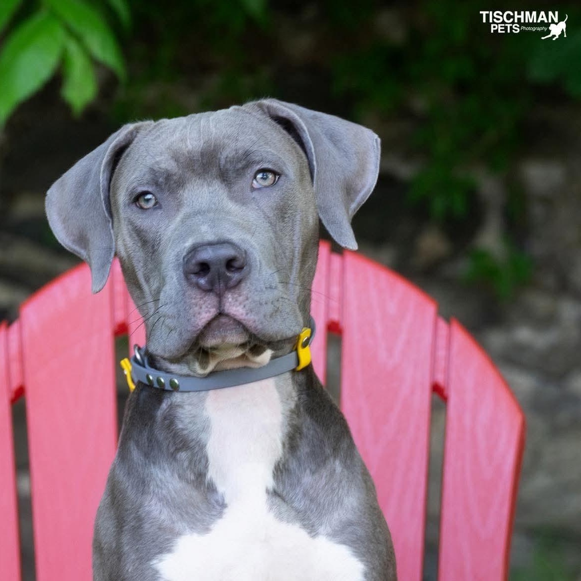 Kingston, ADOPTABLE, Young Male American Staffordshire Terrier.