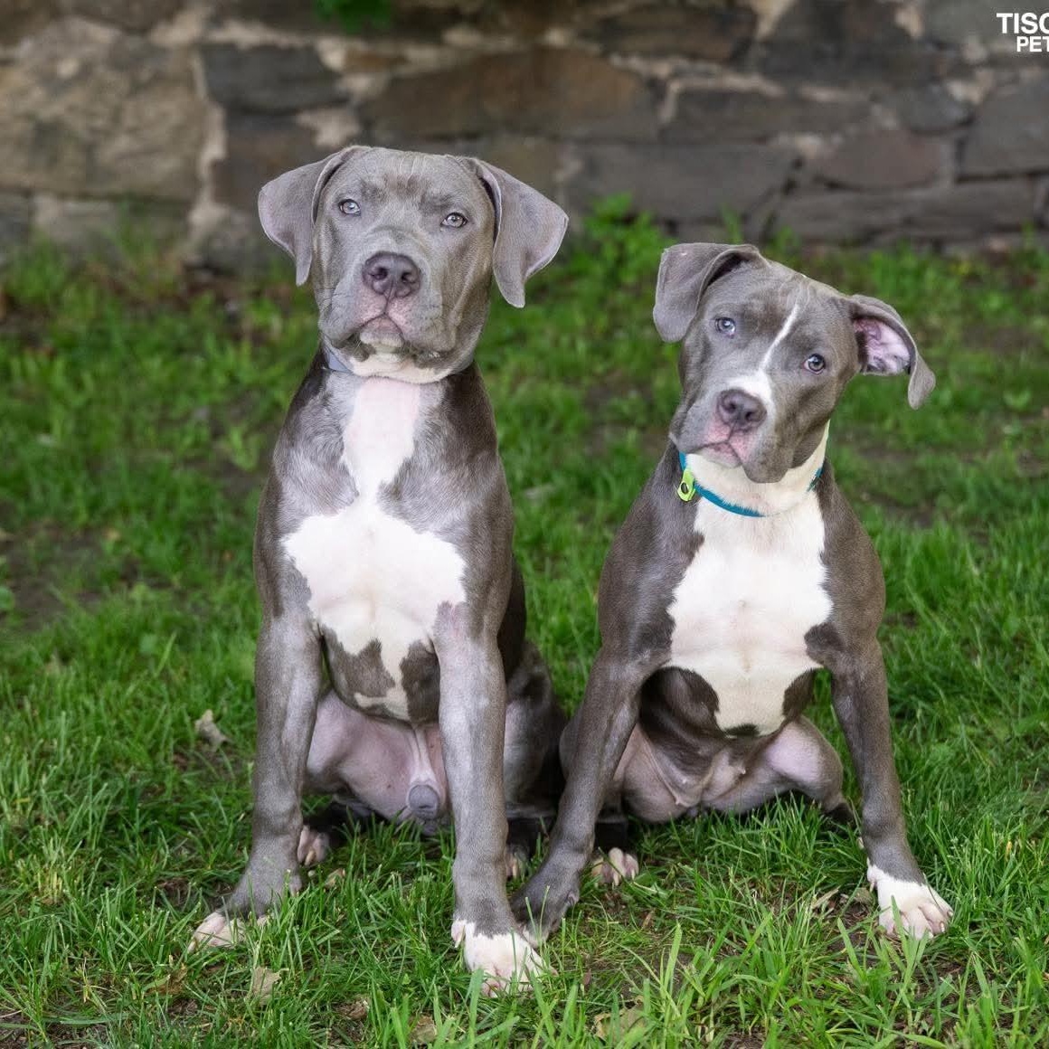 Kingston, a ADOPTABLE mixed breed in Stamford, CT image 3/6
