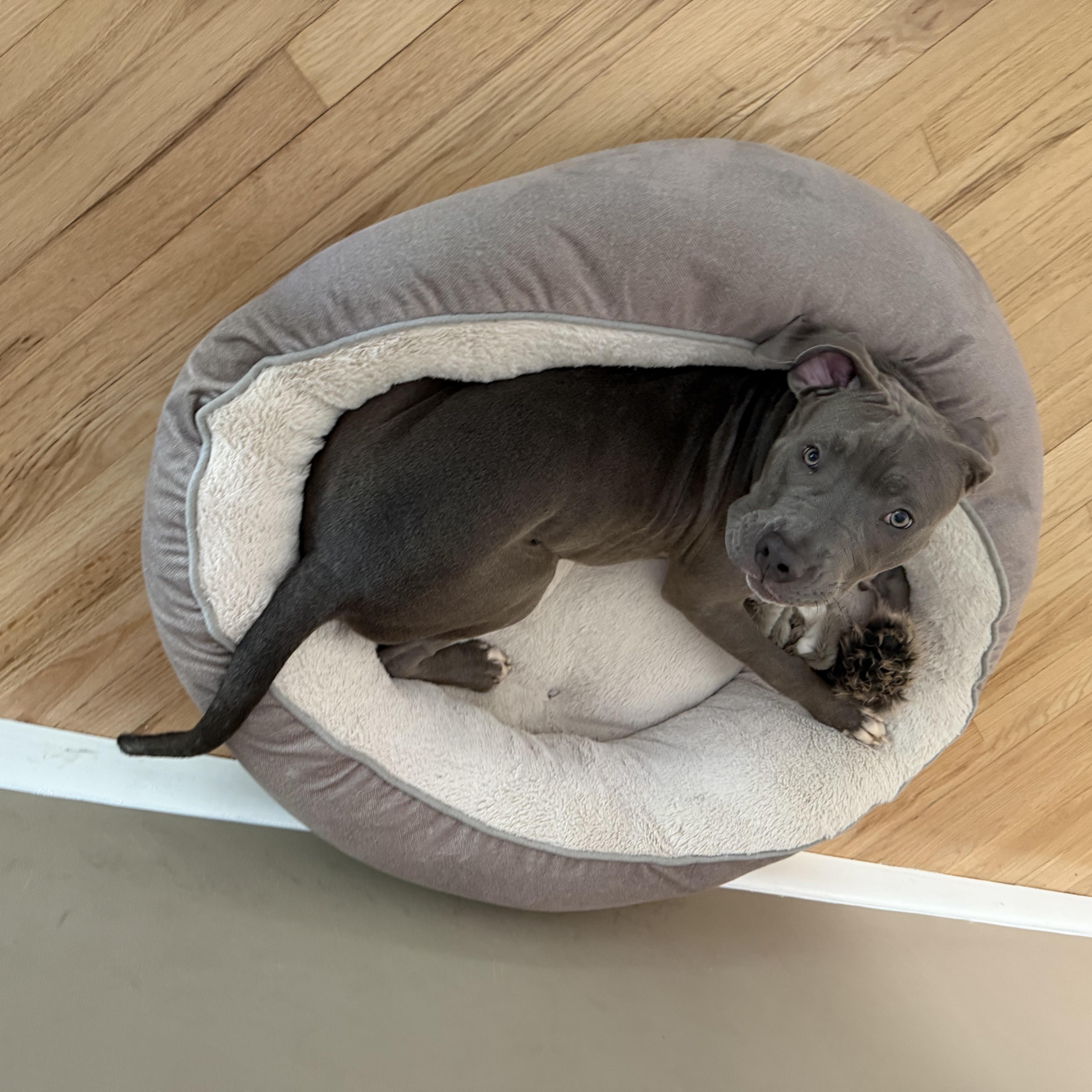Kingston, a ADOPTABLE mixed breed in Stamford, CT image 4/6