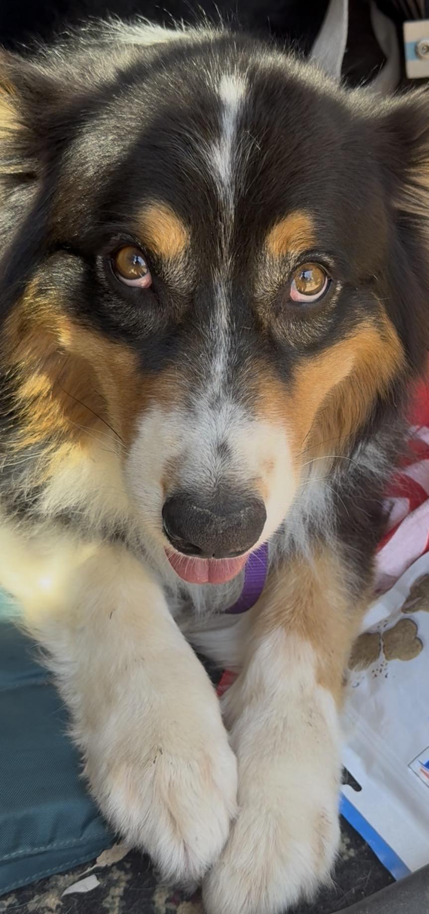 Wiley, a ADOPTABLE Australian Shepherd in Studio City, CA image 4/4