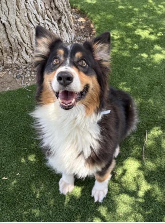 Wiley, ADOPTABLE, Adult Male Australian Shepherd.